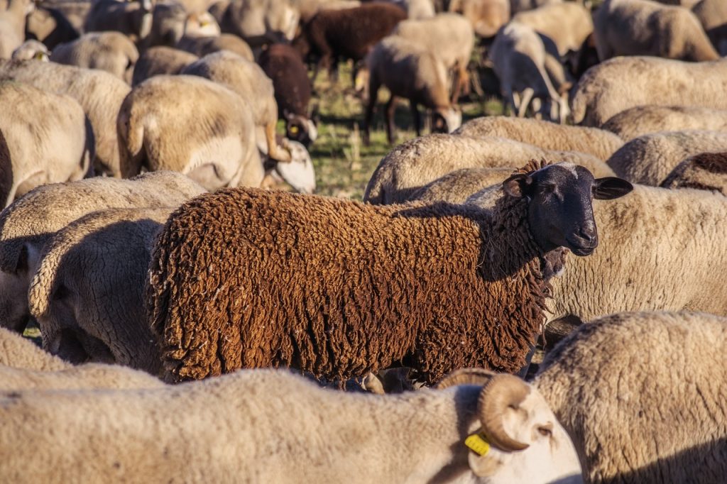 sheep, flock, wool-4714758.jpg